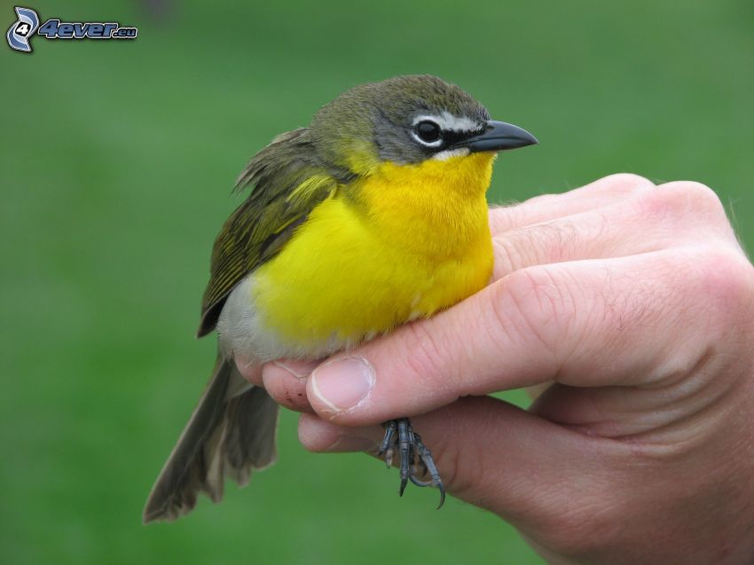 żółty ptak, ręka
