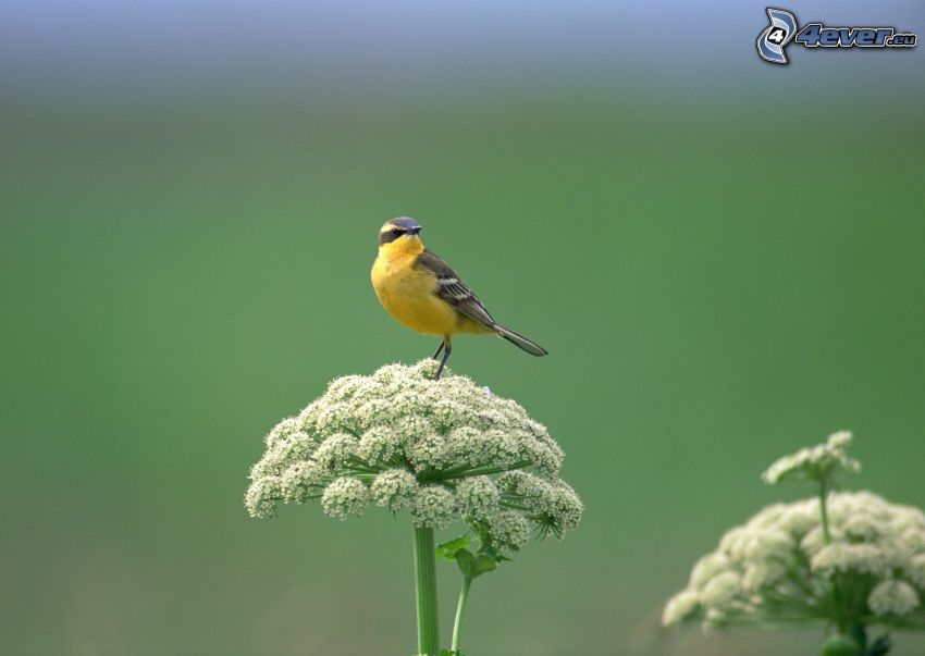 żółty ptak, roślina