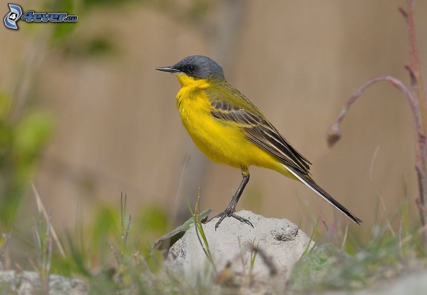 żółty ptak