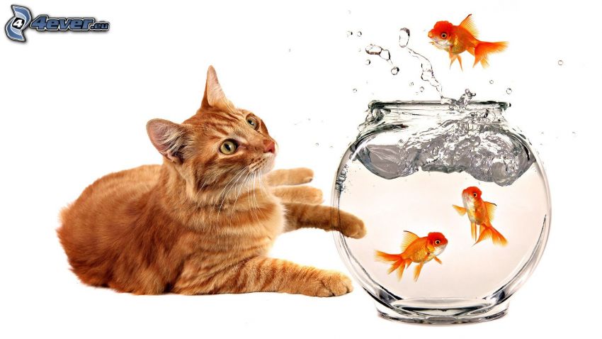 rudy kot, rybki, akwarium