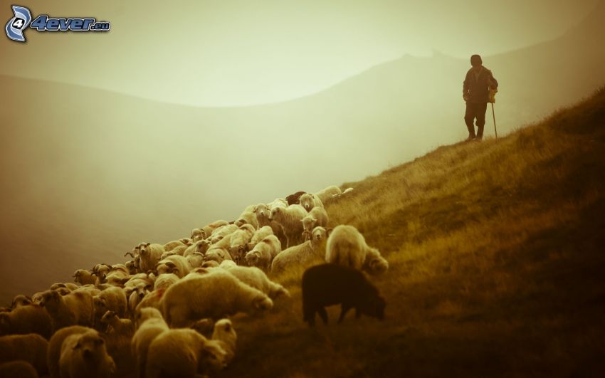 stado owiec, pasterz