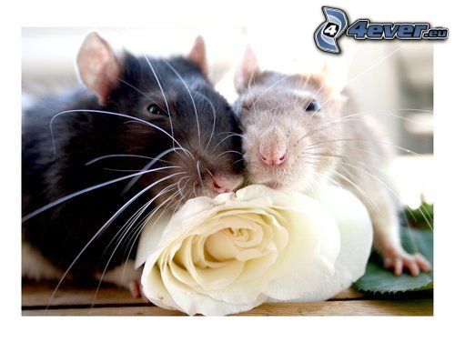 szczur, róża