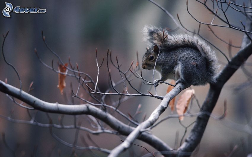 wiewiórka na drzewie