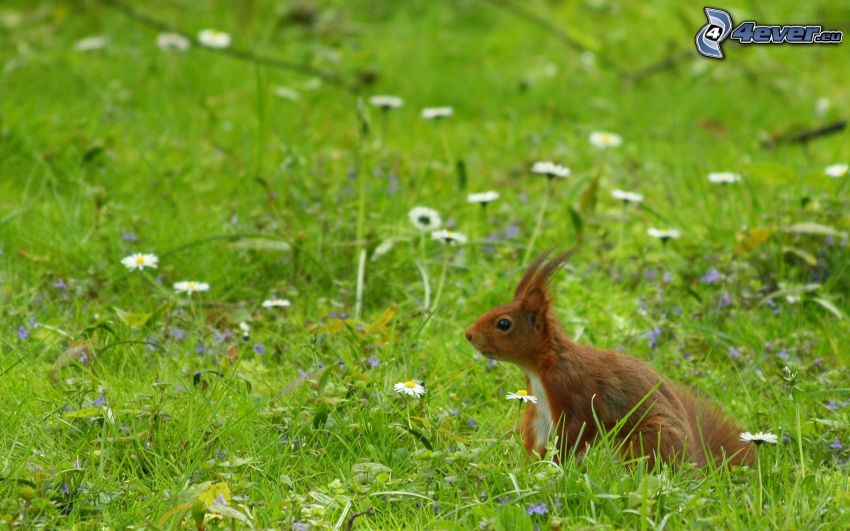 wiewiórka na trawie