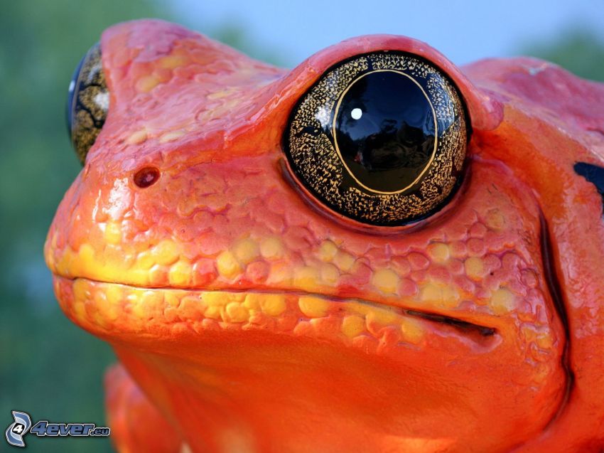 żaba, oczy, czerwony