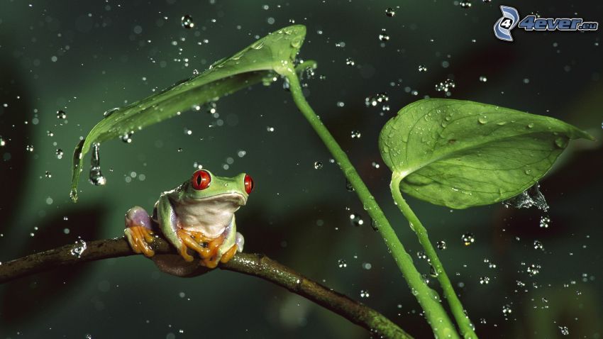 żaba, zielone liście, krople wody