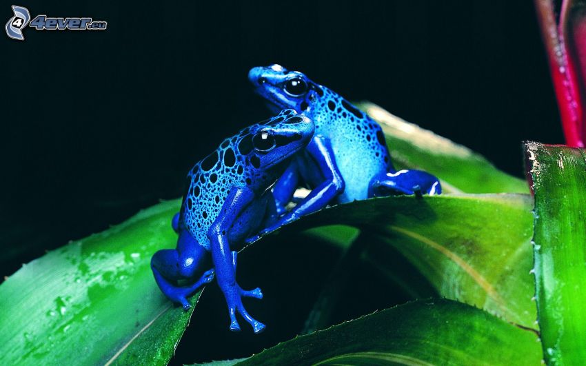 Żaby, niebieska żaba, liście