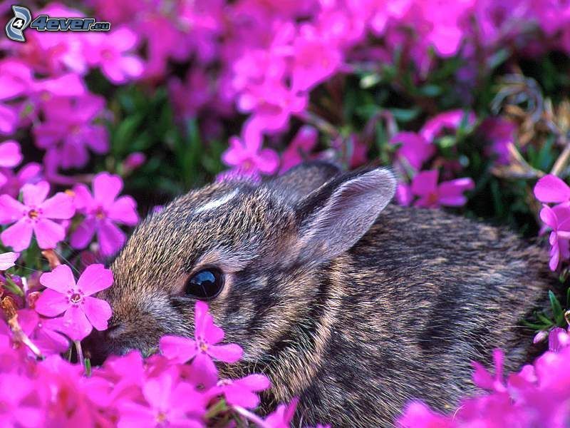czarny królik, fioletowe kwiaty