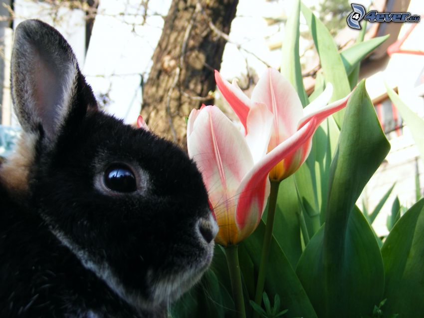 czarny królik, różowe kwiaty