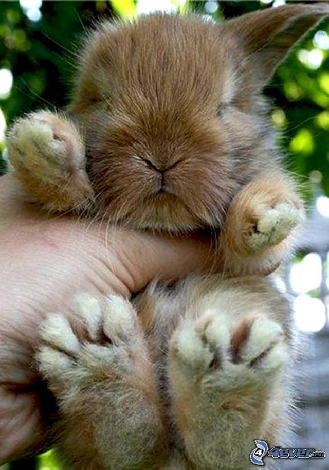 mały króliczek, ręka