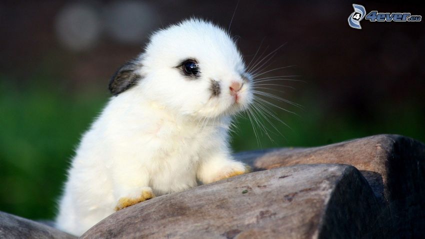 mały króliczek