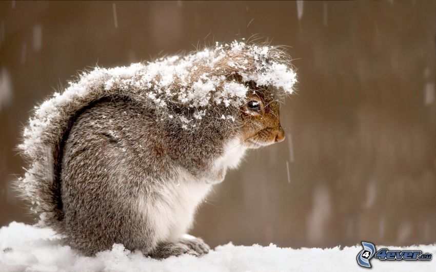 zaśnieżona wiewiórka