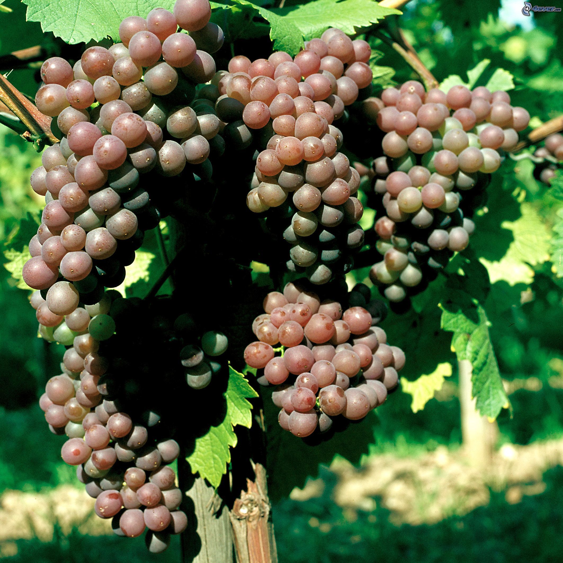 Приусадебный виноград