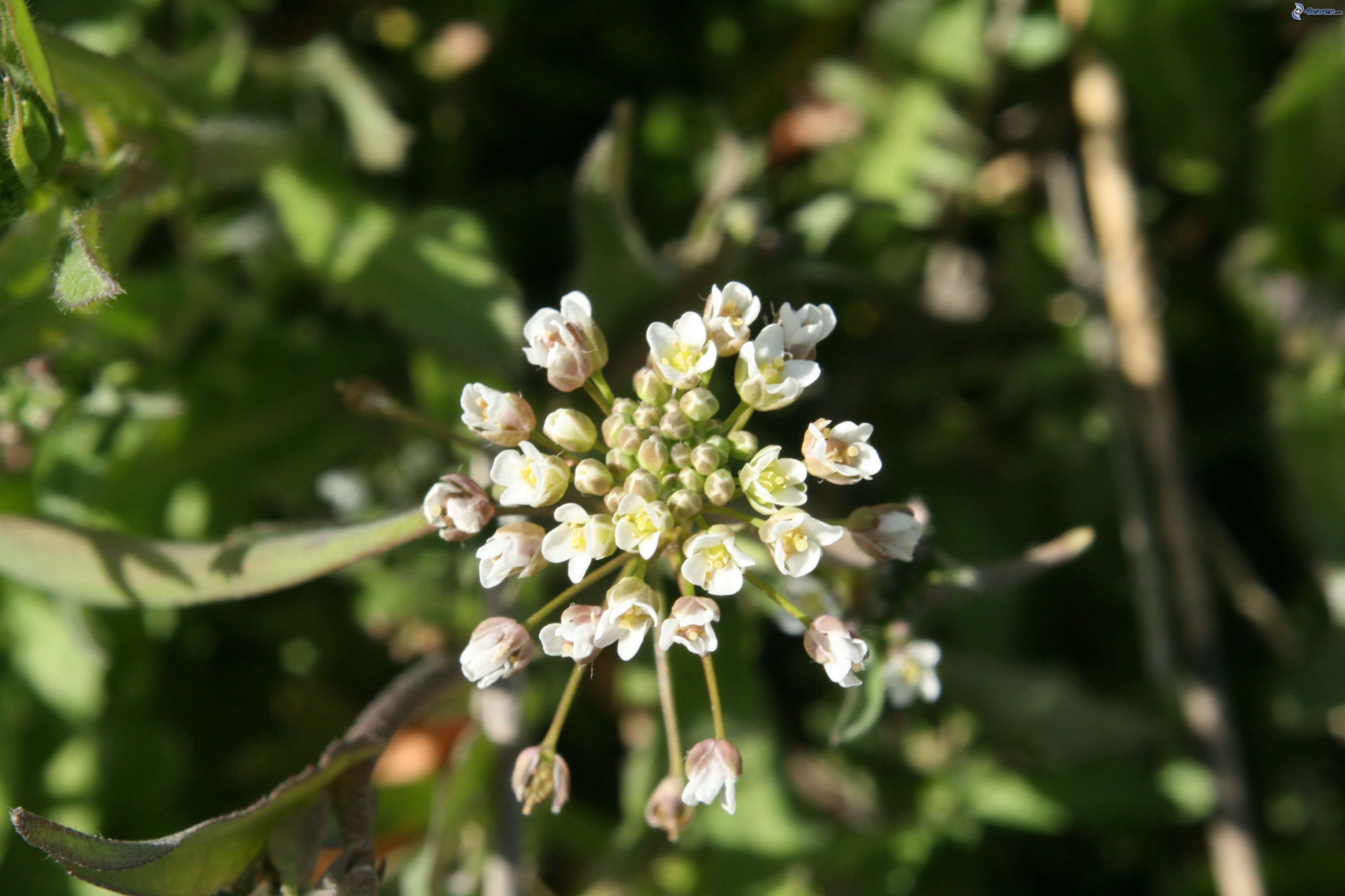 Пастушья сумка (Capsella Bursa-pastoris)