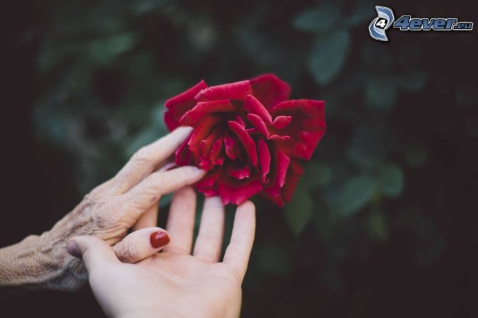 držanie rúk, červená ruža
