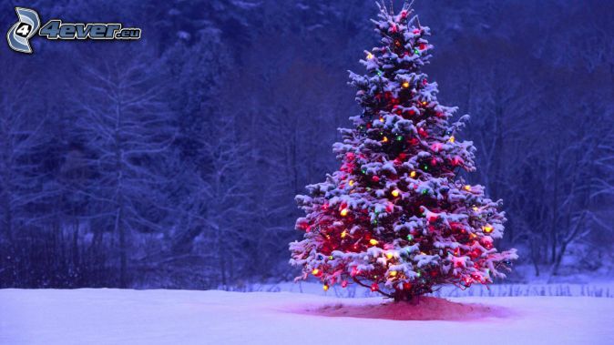 vianočný stromček, zasnežené stromy
