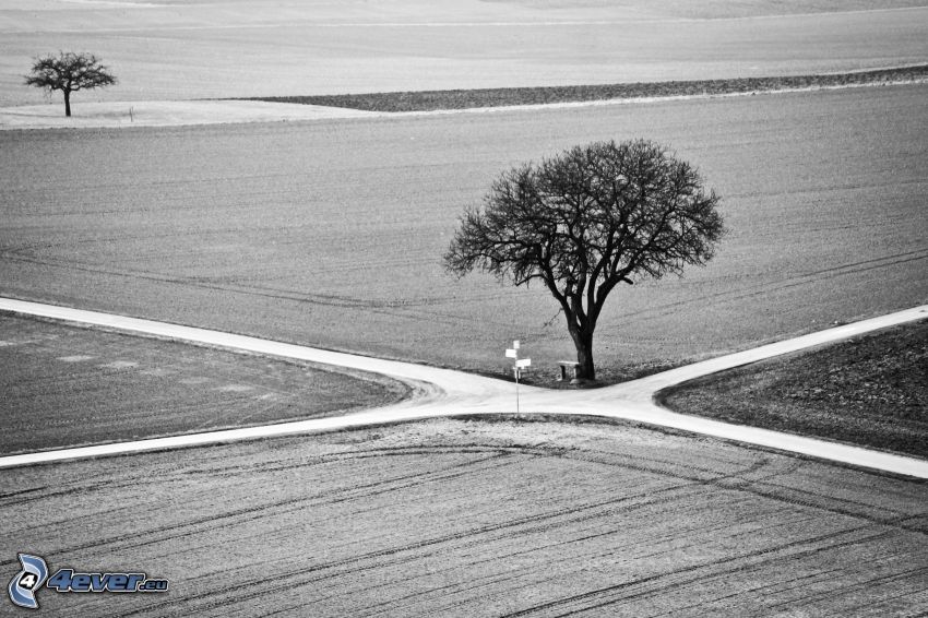 cesta, križovatka, stromy, čiernobiela fotka