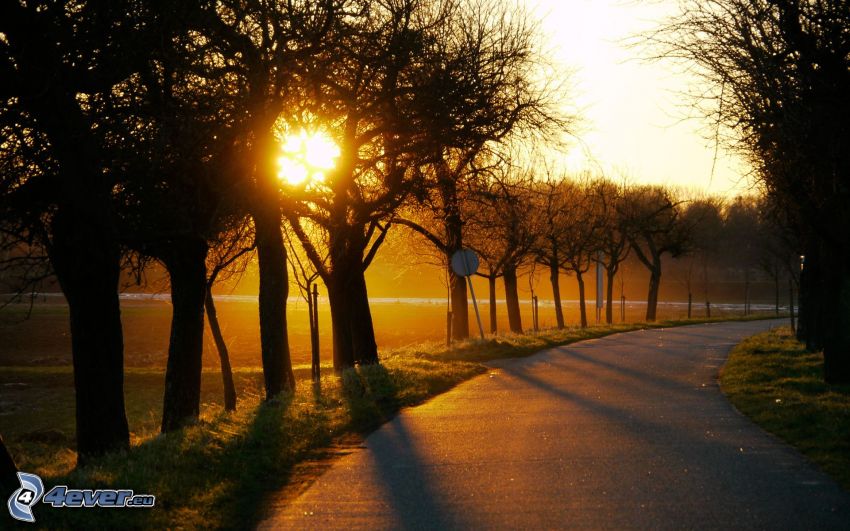 cesta, slnko, siluety stromov