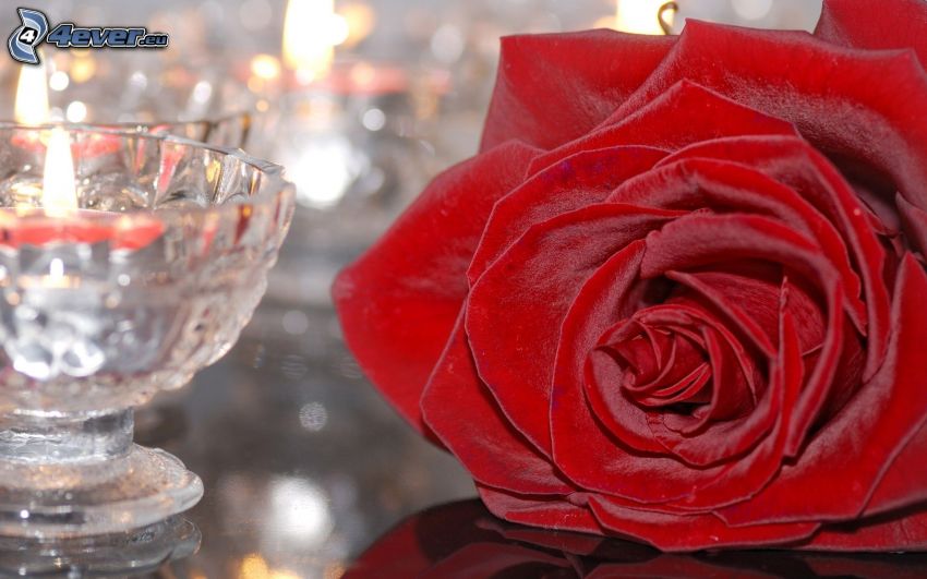 červená ruža, pohár
