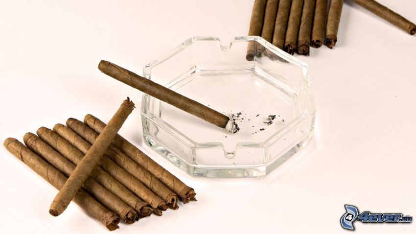 cigary, popolník