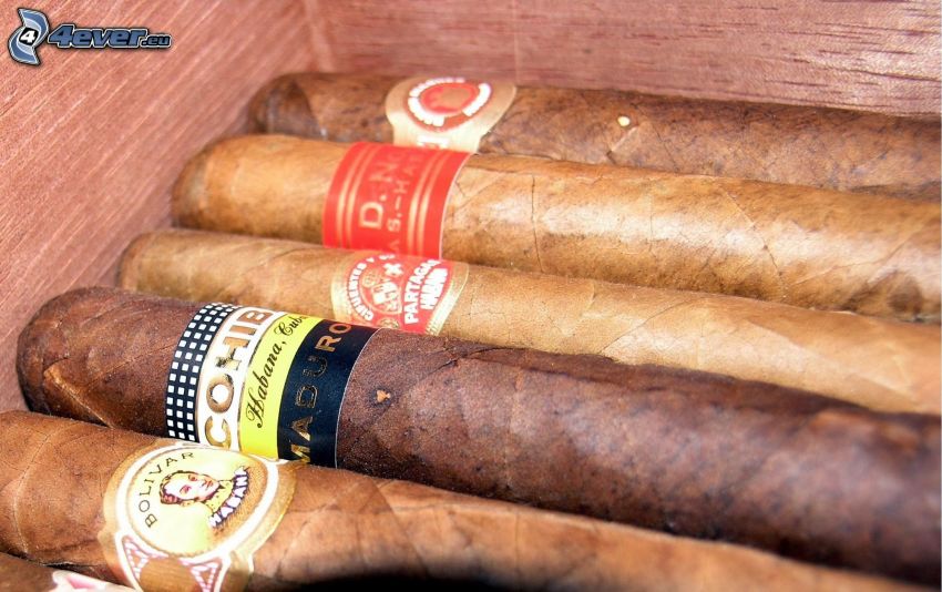 cigary