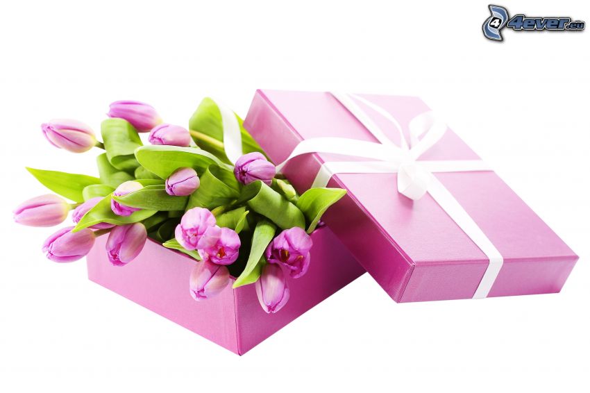 darček, fialové tulipány