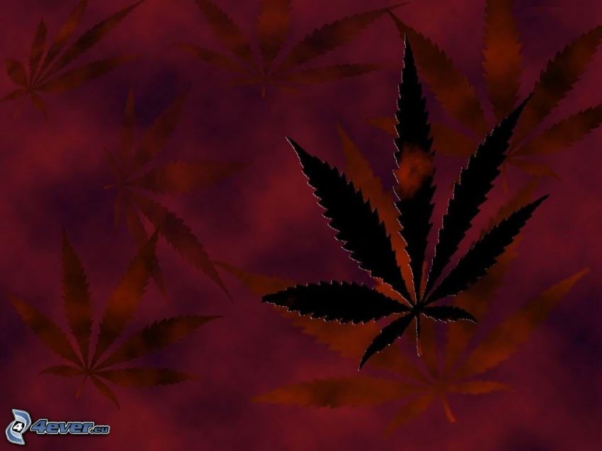 marihuana, list, tráva, drogy