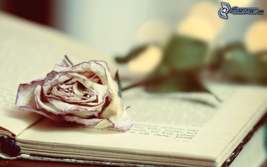 ruža, kniha