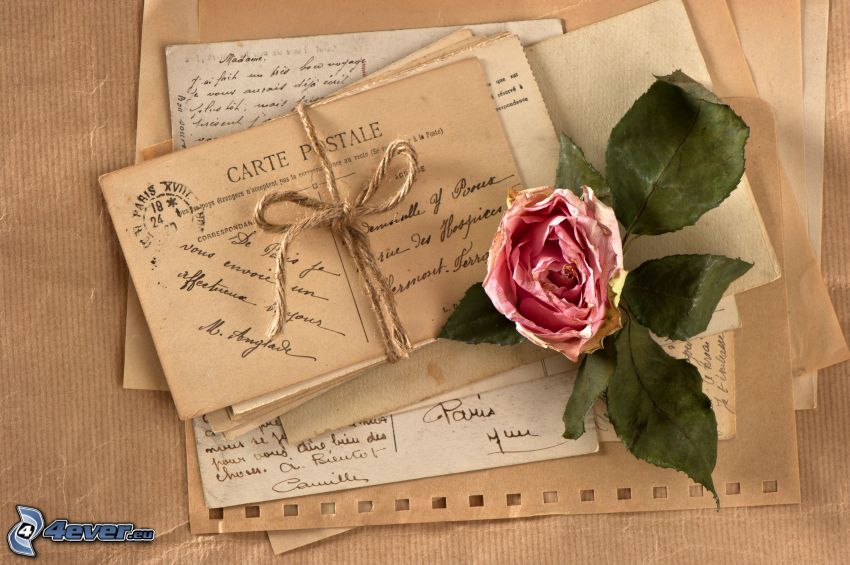 ružová ruža, list, pošta