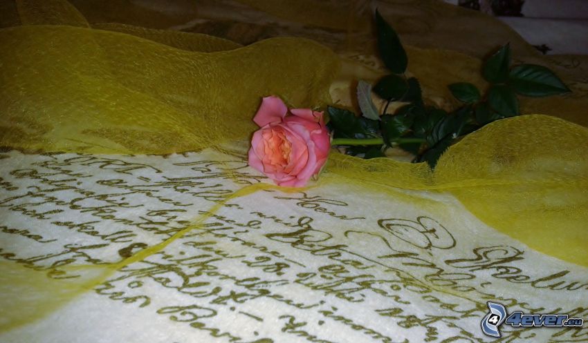 ružová ruža, písmo