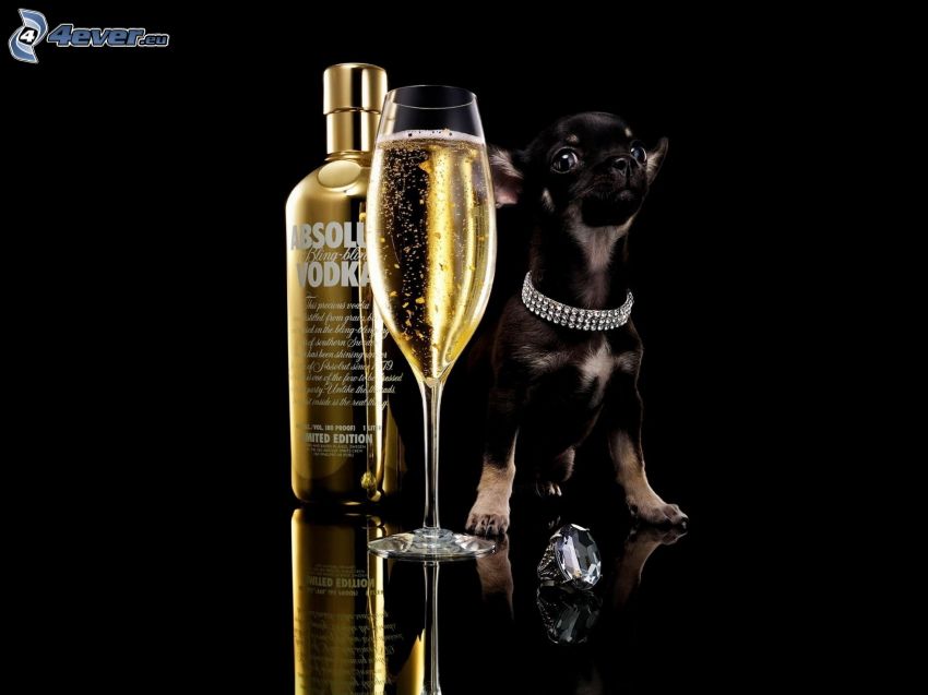 Absolut Vodka, šampanské, čierne šteniatko
