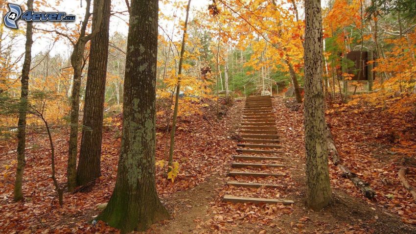 schody, farebné jesenné stromy, opadané listy