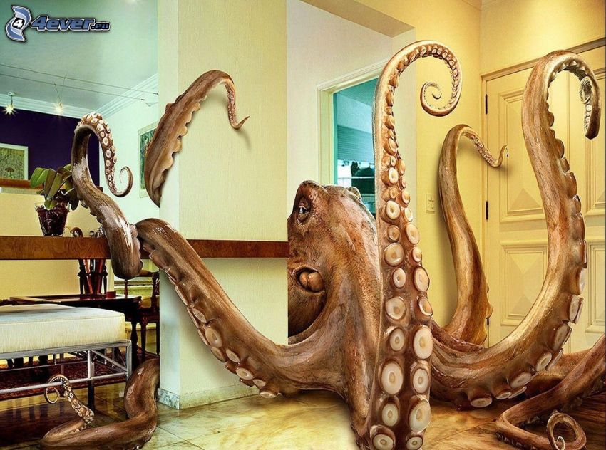 chobotnica, izba