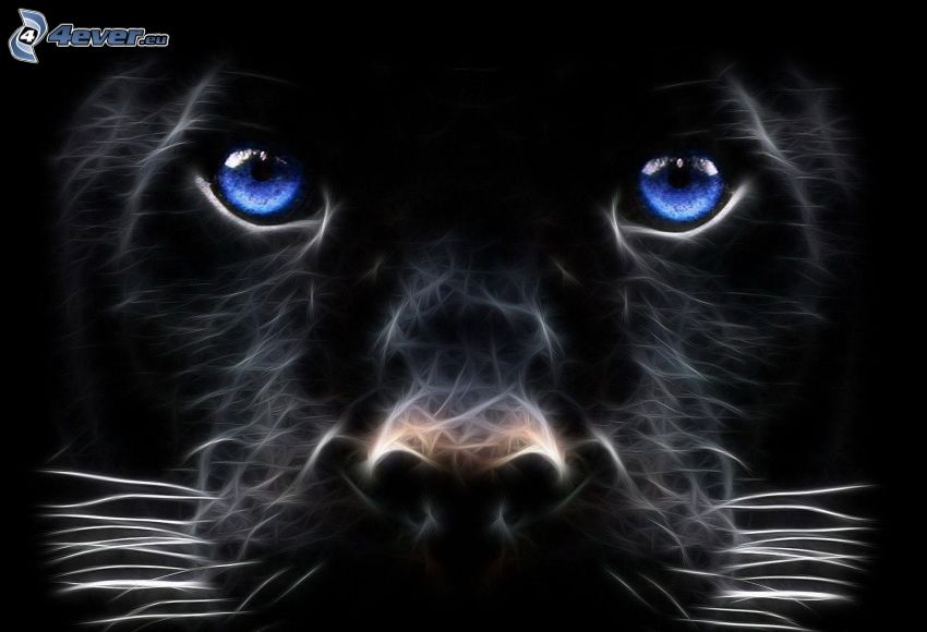 čierny panter, modré oči, fraktálové zvieratá
