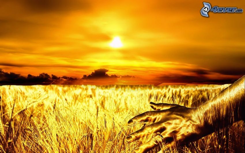 dozreté pšeničné pole, ruka, západ slnka nad poľom, žltá obloha