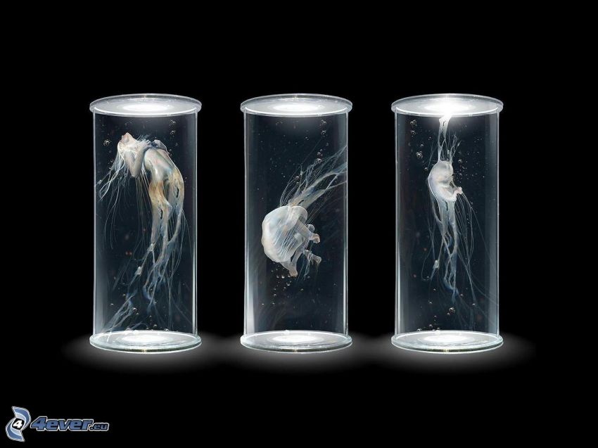 medúzy, ženy