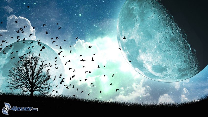 mesiac, silueta stromu, kŕdeľ vtákov
