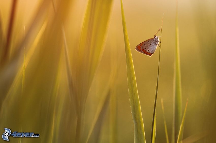motýľ, vysoká tráva