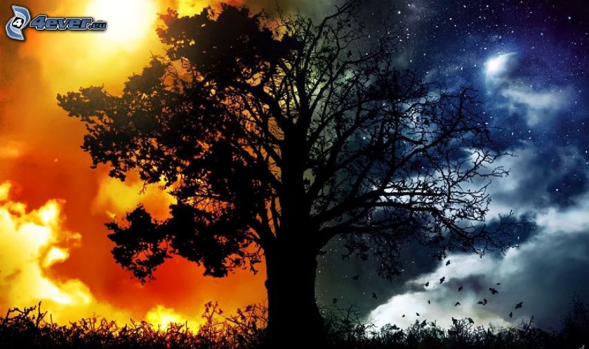 silueta stromu, deň a noc