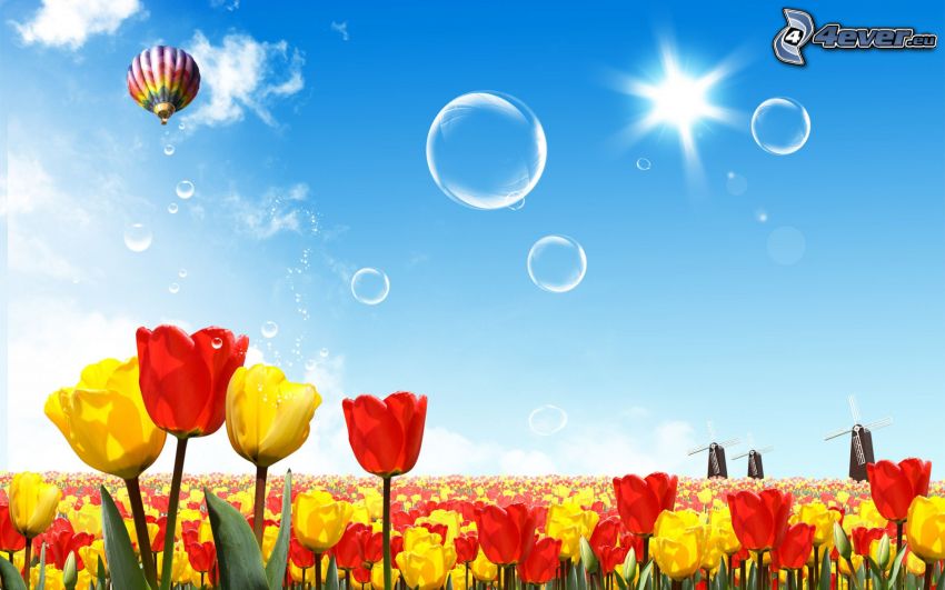 tulipány, bubliny, teplovzdušný balón, veterné mlyny