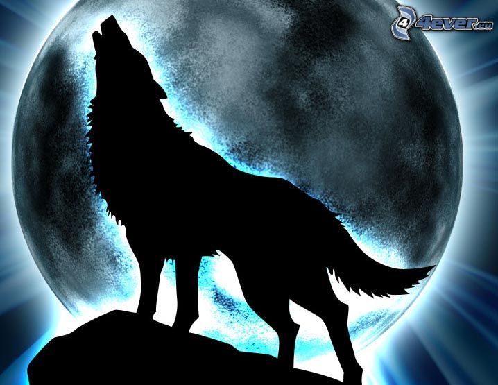 vlk zavýja, silueta vlka, mesiac