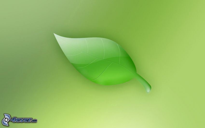 zelený list, zelené pozadie