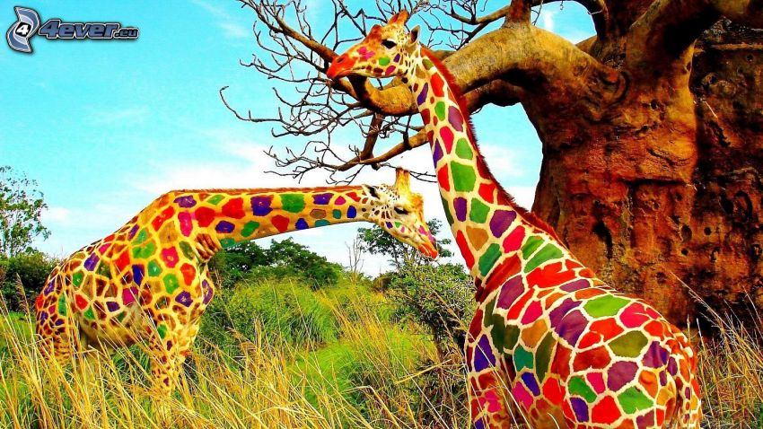 žirafy, dúhové farby, vysoká tráva