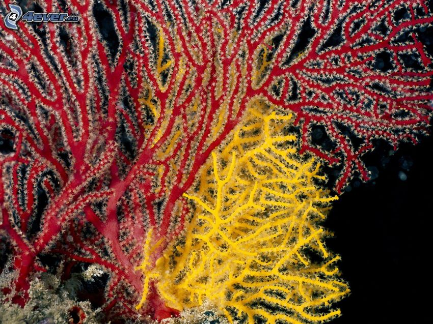koraly