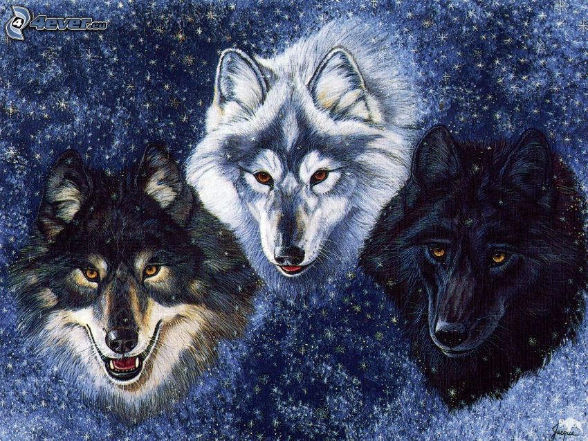kreslené vlky, zima