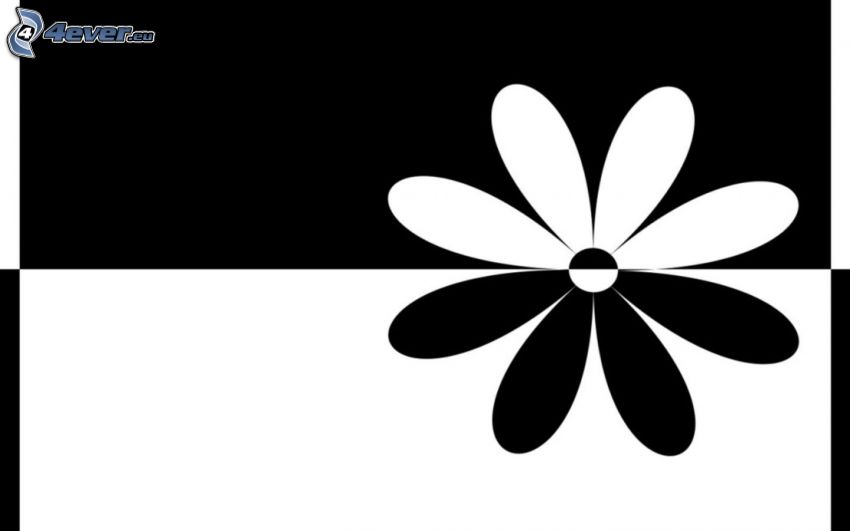 kvet, čiernobiele