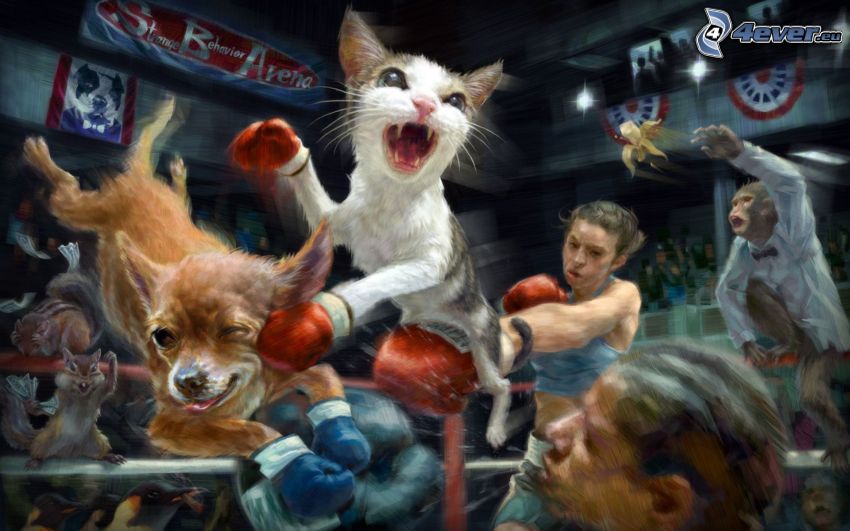 mačka, pes, box, boxeri