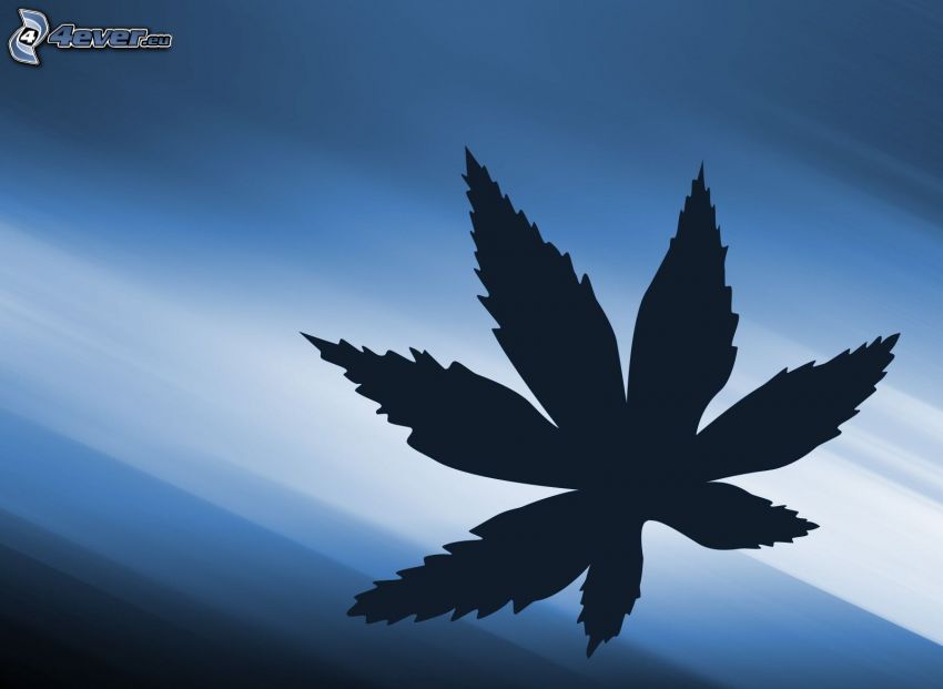 marihuana, modré pozadie