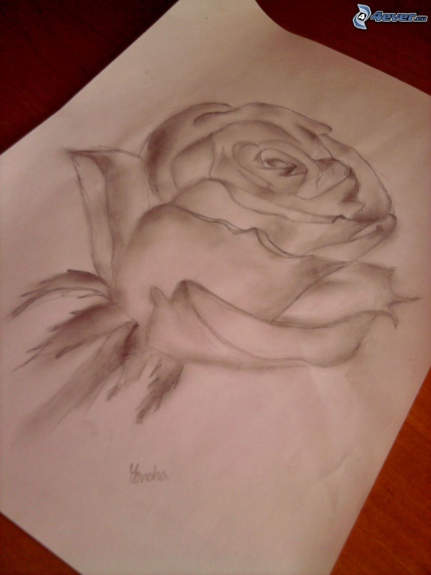 kreslená ruža, papier