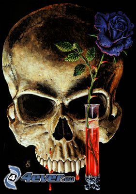 lebka, smrť, váza, kvet, modrá ruža